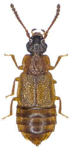 Omalium nigriceps
